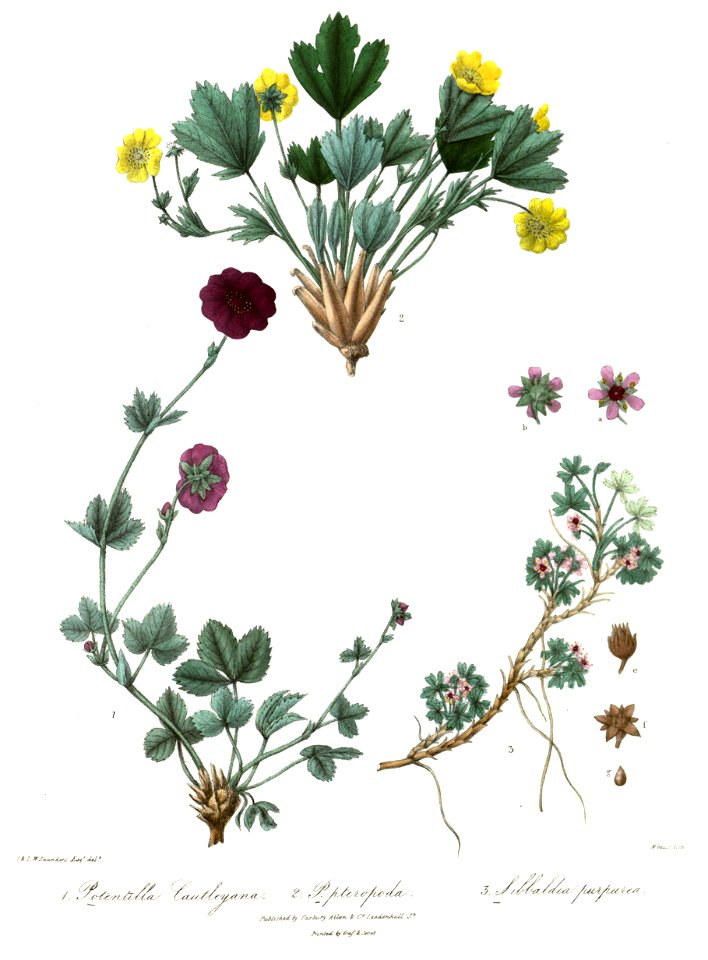 PotentillaSibbaldiaRoyle