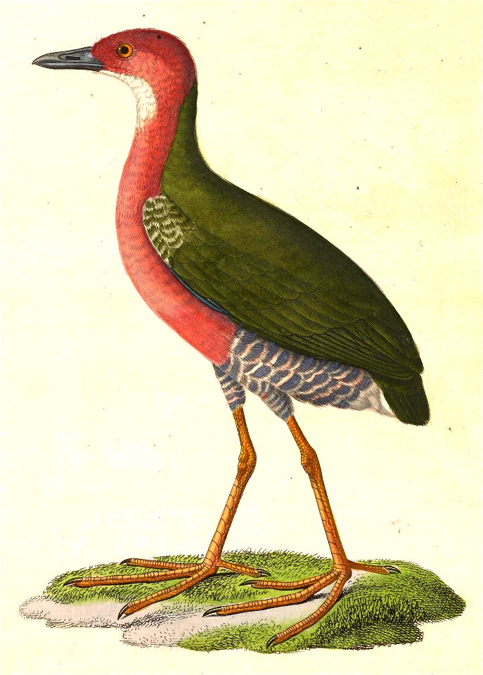 Porzana fusca 1838