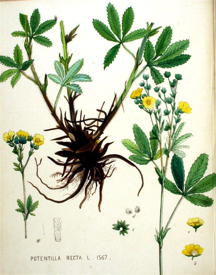 Potentilla recta — Flora Batava — Volume v20