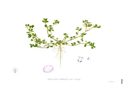 Portulaca oleracea Blanco1.164