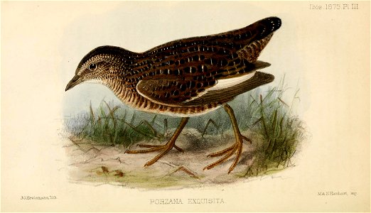 PorzanaExquisitaKeulemans