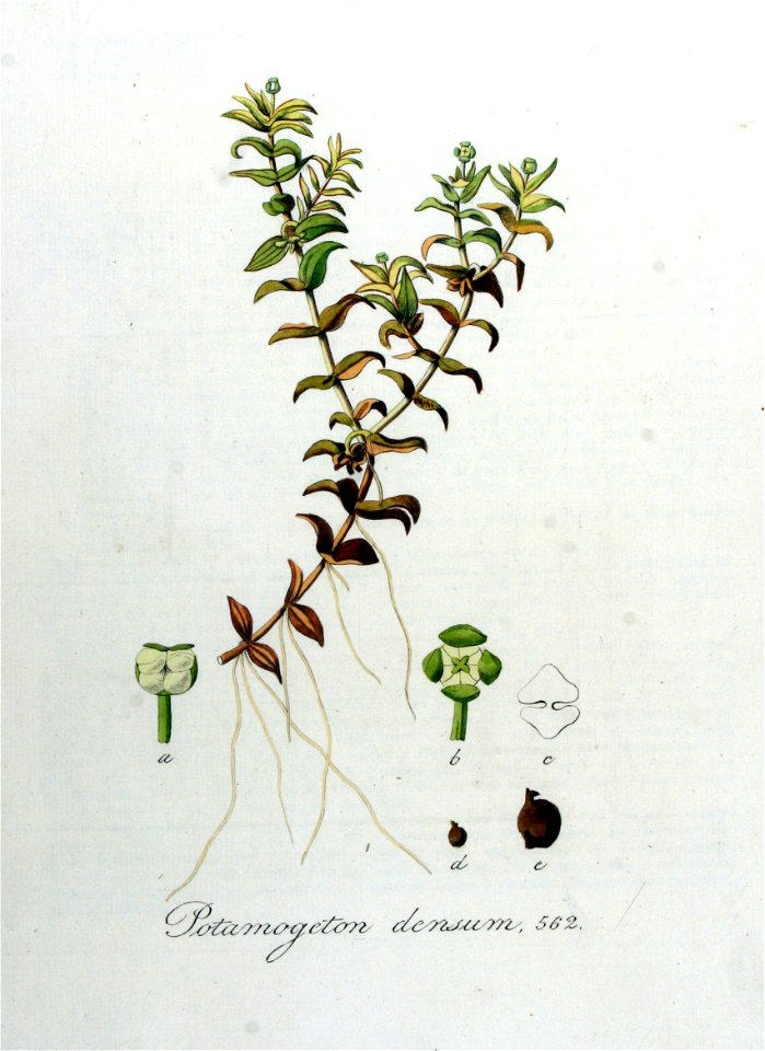 Potamogeton densum — Flora Batava — Volume v8