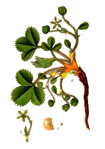 Potentilla micrantha - Deutschlands Flora in Abbildungen nach der natur - vol. 8 t. 24. Free illustration for personal and commercial use.