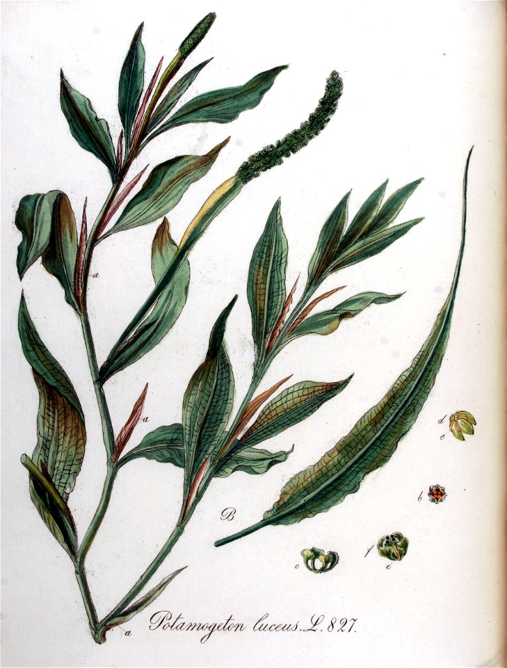 Potamogeton lucens — Flora Batava — Volume v11