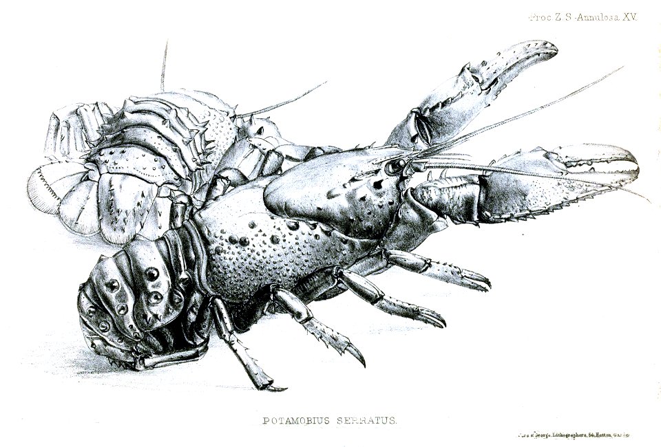 PotamobiusSerratusPZSL1850