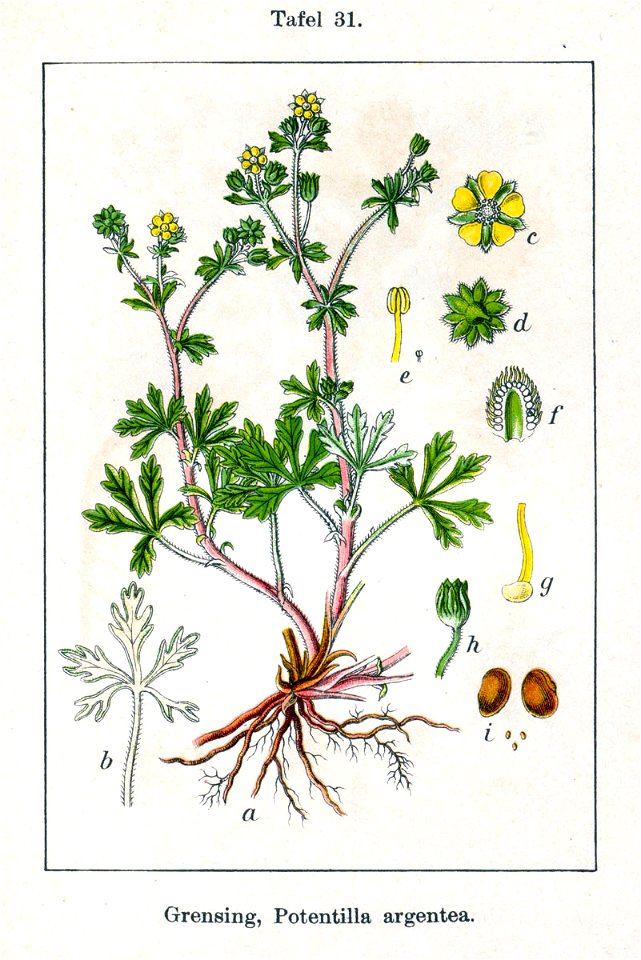 Potentilla argentea Sturm31