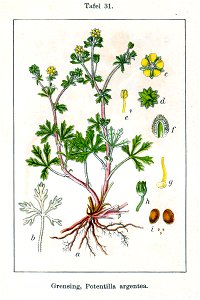 Potentilla argentea Sturm31