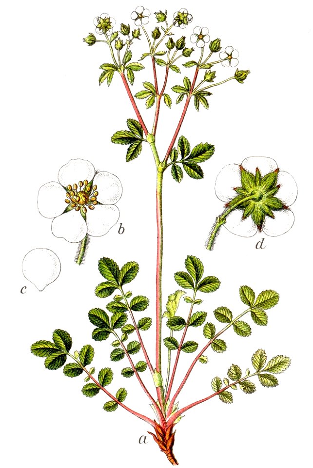 Potentilla rupestris Sturm19
