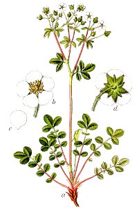 Potentilla rupestris Sturm19