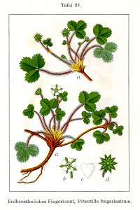 Potentilla fragariastrum Sturm23
