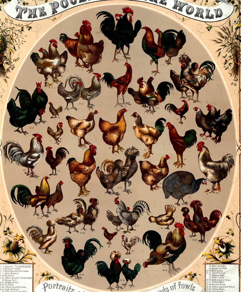 Poultry of the world 52 chicks