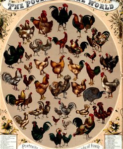 Poultry of the world 52 chicks