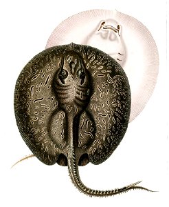 Potamotrygon hystrix