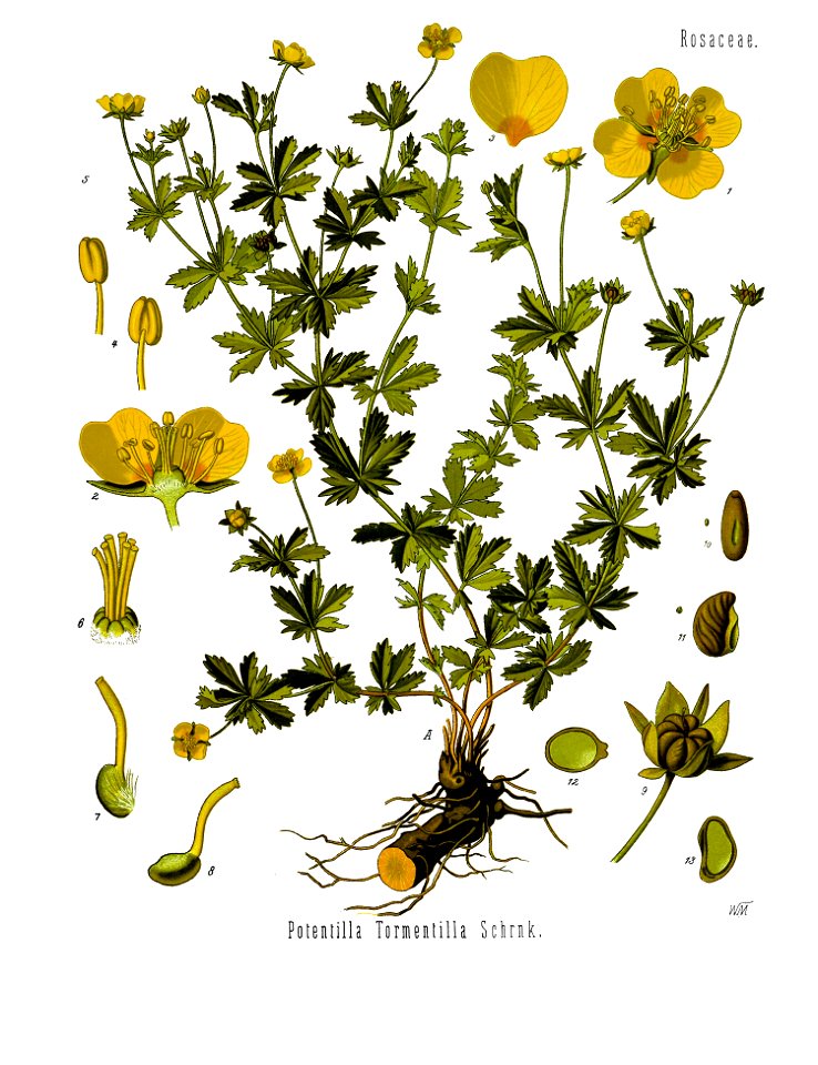 Potentilla erecta - Köhler–s Medizinal-Pflanzen-248-whole