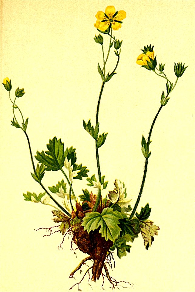 Potentilla nivea Atlas Alpenflora
