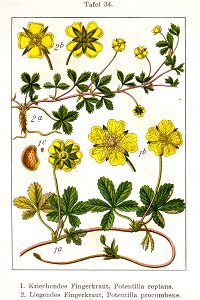 Potentilla spp Sturm34. Free illustration for personal and commercial use.