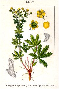 Potentilla x inclinata Sturm37