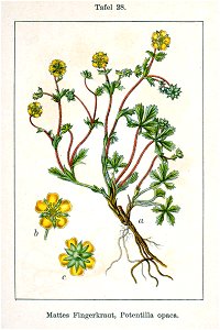 Potentilla sp Sturm28