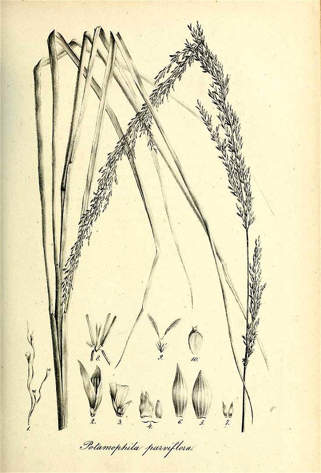 Potamophila parviflora - Species graminum - Volume 3