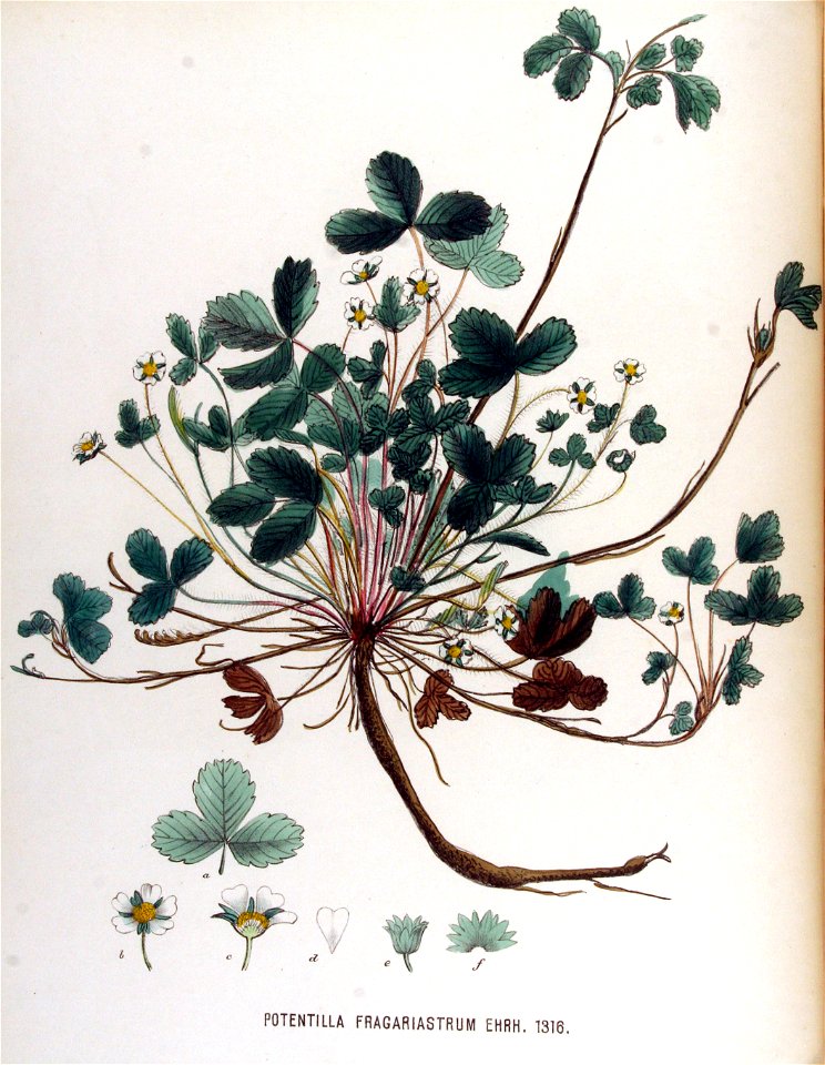 Potentilla fragariastrum — Flora Batava — Volume v17