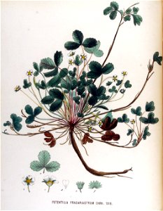 Potentilla fragariastrum — Flora Batava — Volume v17