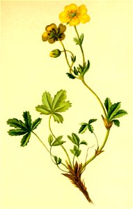 Potentilla aurea Atlas Alpenflora. Free illustration for personal and commercial use.