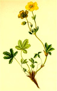 Potentilla aurea Atlas Alpenflora
