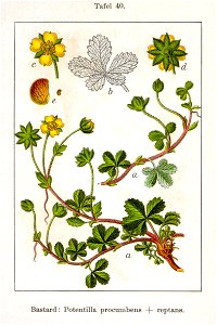 Potentilla sp Sturm40