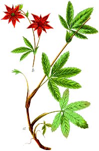 Potentilla palustris Sturm20