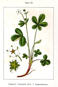 Potentilla alba x Sturm35