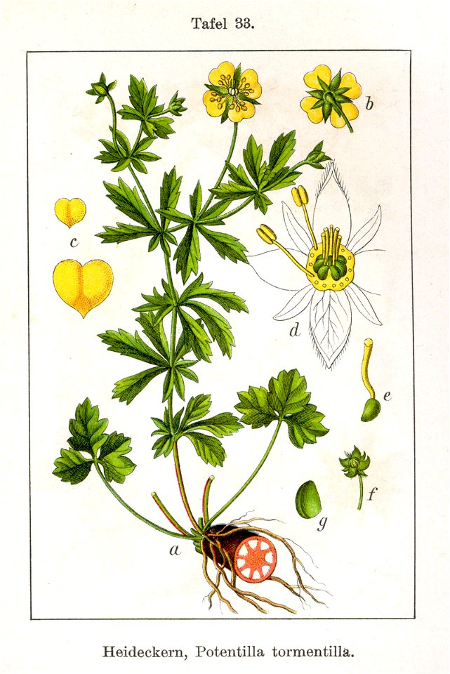 Potentilla tormentilla Sturm33