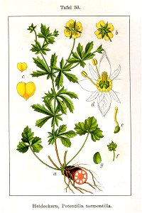 Potentilla tormentilla Sturm33