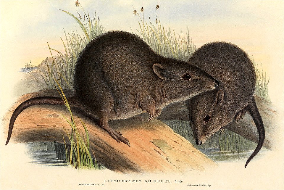Potorous gilberti - Gould