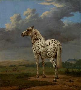 Paulus Potter (Dutch - The Piebald Horse - Google Art Project