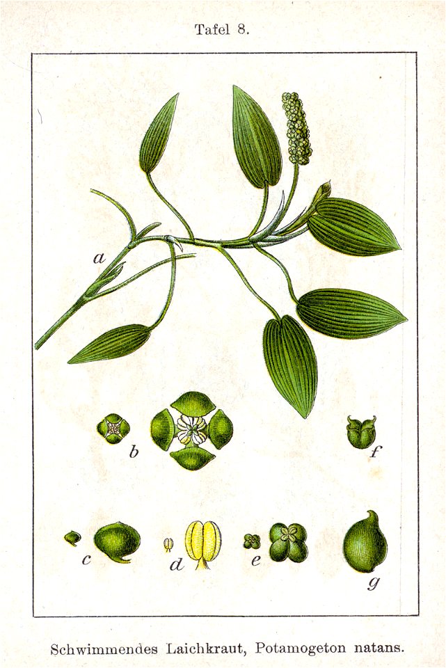 Potamogeton polygonifolius Sturm8