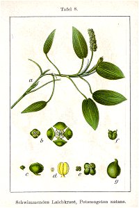 Potamogeton polygonifolius Sturm8