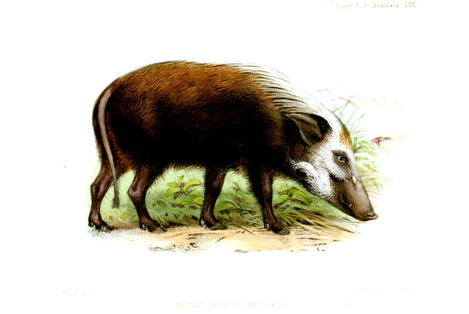 PotamochoerusAfricanusWolf
