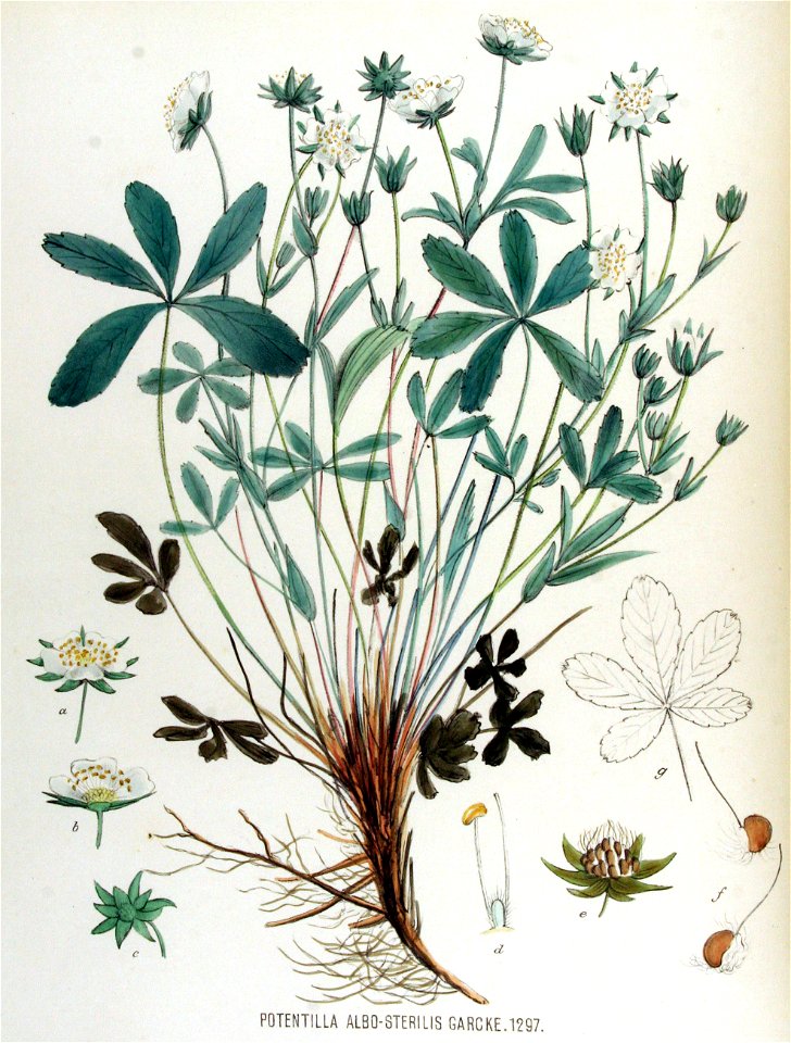 Potentilla albo-sterilis — Flora Batava — Volume v17