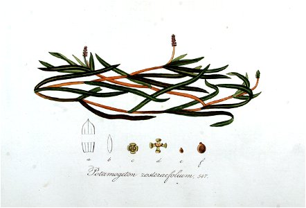 Potamogeton zosteraefolium — Flora Batava — Volume v7