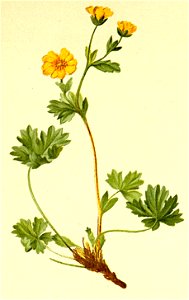 Potentilla villosa Atlas Alpenflora