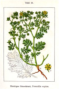 Potentilla supina Sturm16