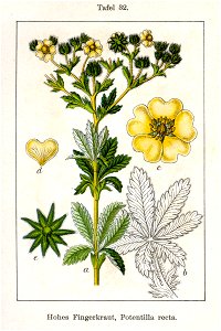 Potentilla recta Sturm32