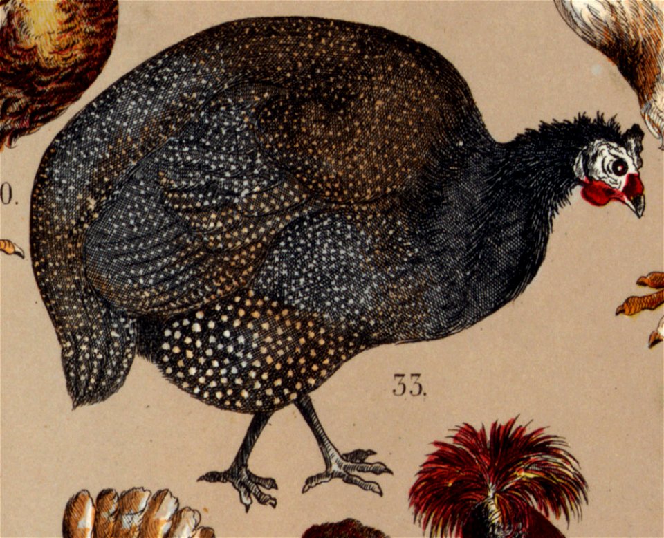 POTW Guineafowl
