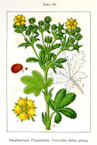 Potentilla sp Sturm38