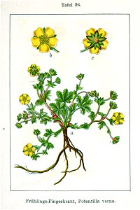 Potentilla verna Sturm26