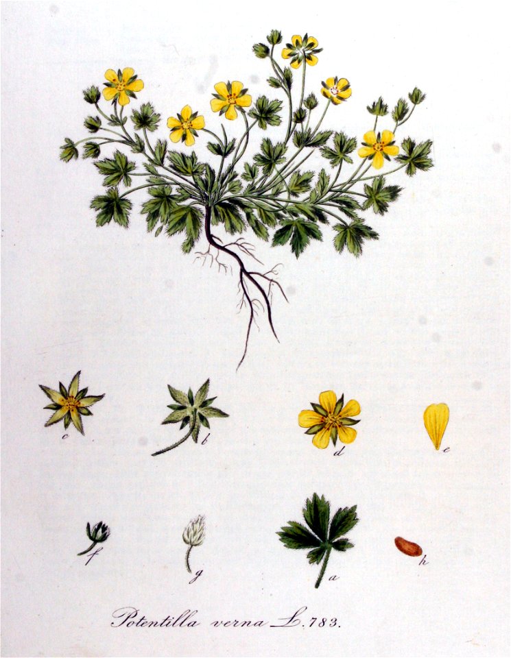 Potentilla verna — Flora Batava — Volume v10