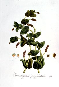 Potamogeton perfoliatum — Flora Batava — Volume v7