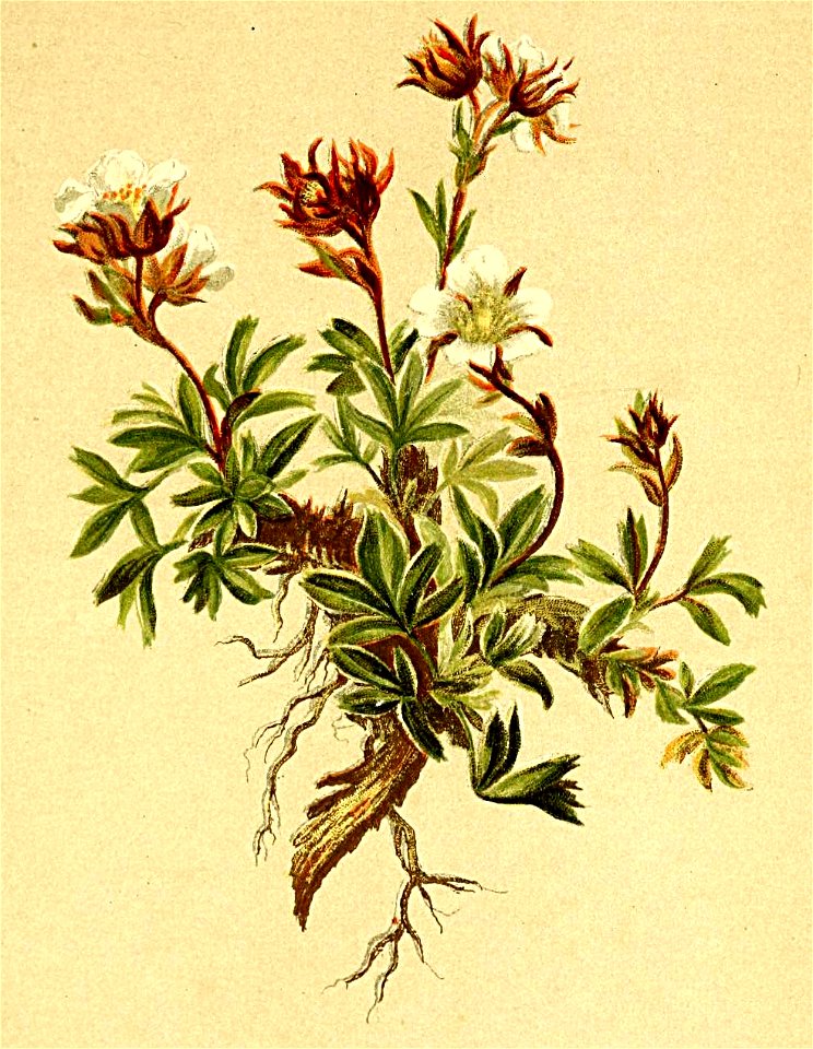 Potentilla clusiana Atlas Alpenflora