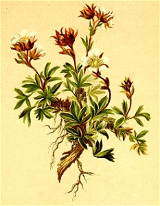 Potentilla clusiana Atlas Alpenflora
