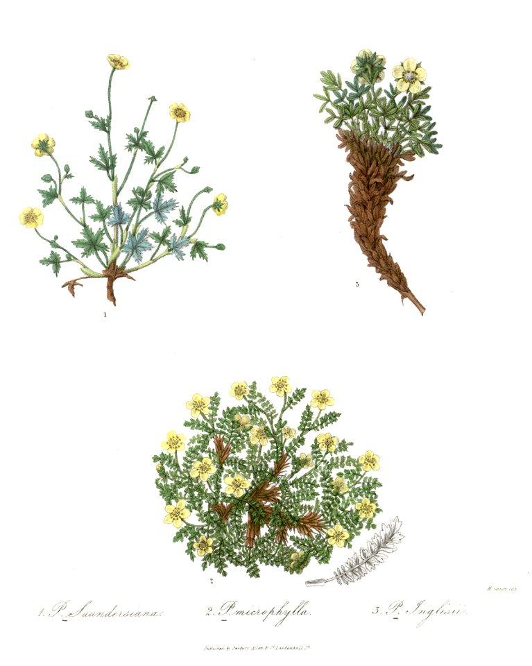 PotentillaRoyle